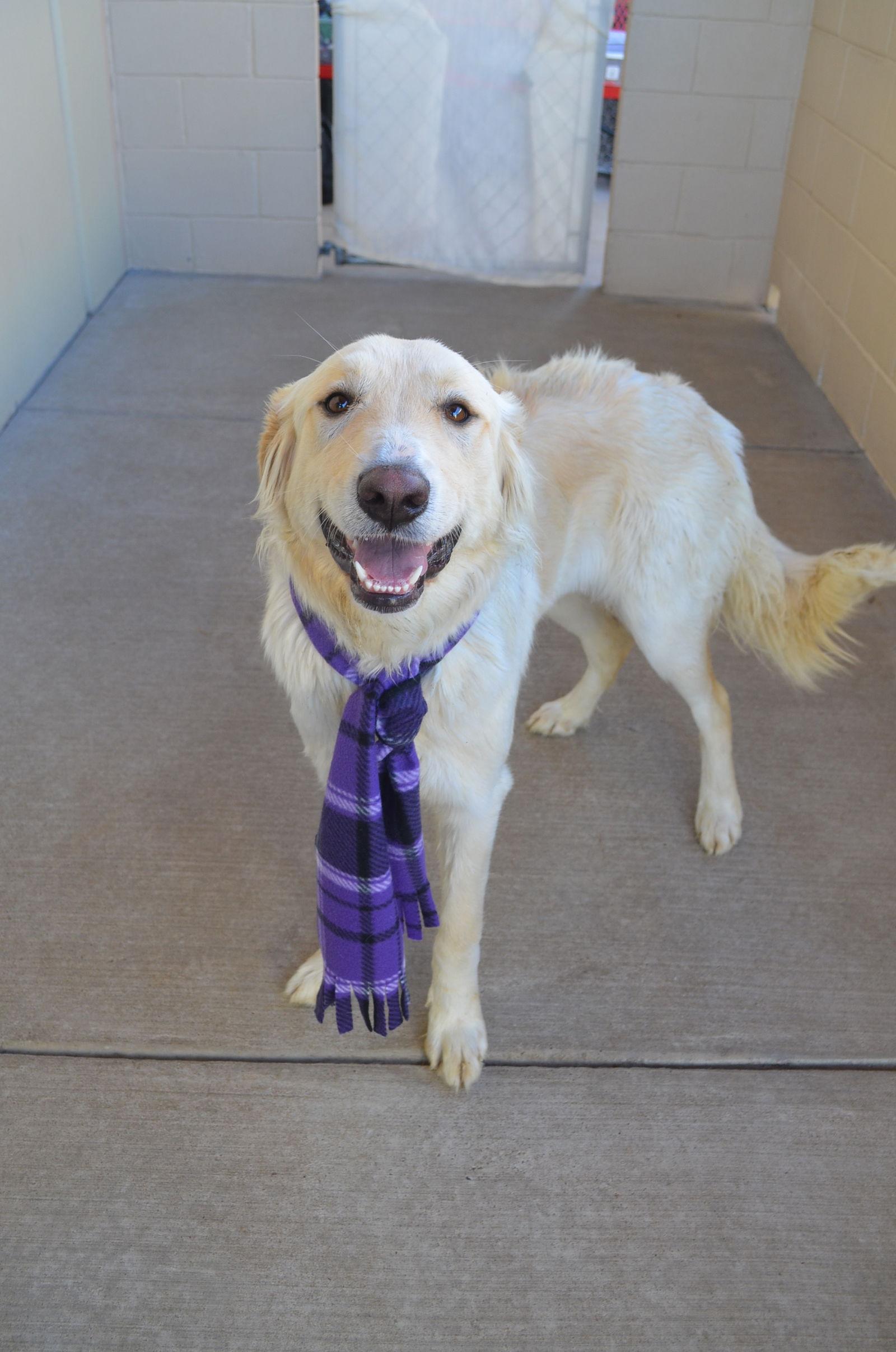 Enlarge Truffle, a Adoptable mixed breed in McKinney, TX image 2/3