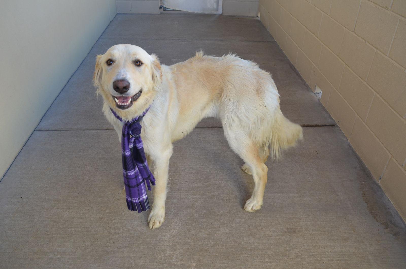 Enlarge Truffle, a Adoptable mixed breed in McKinney, TX image 3/3