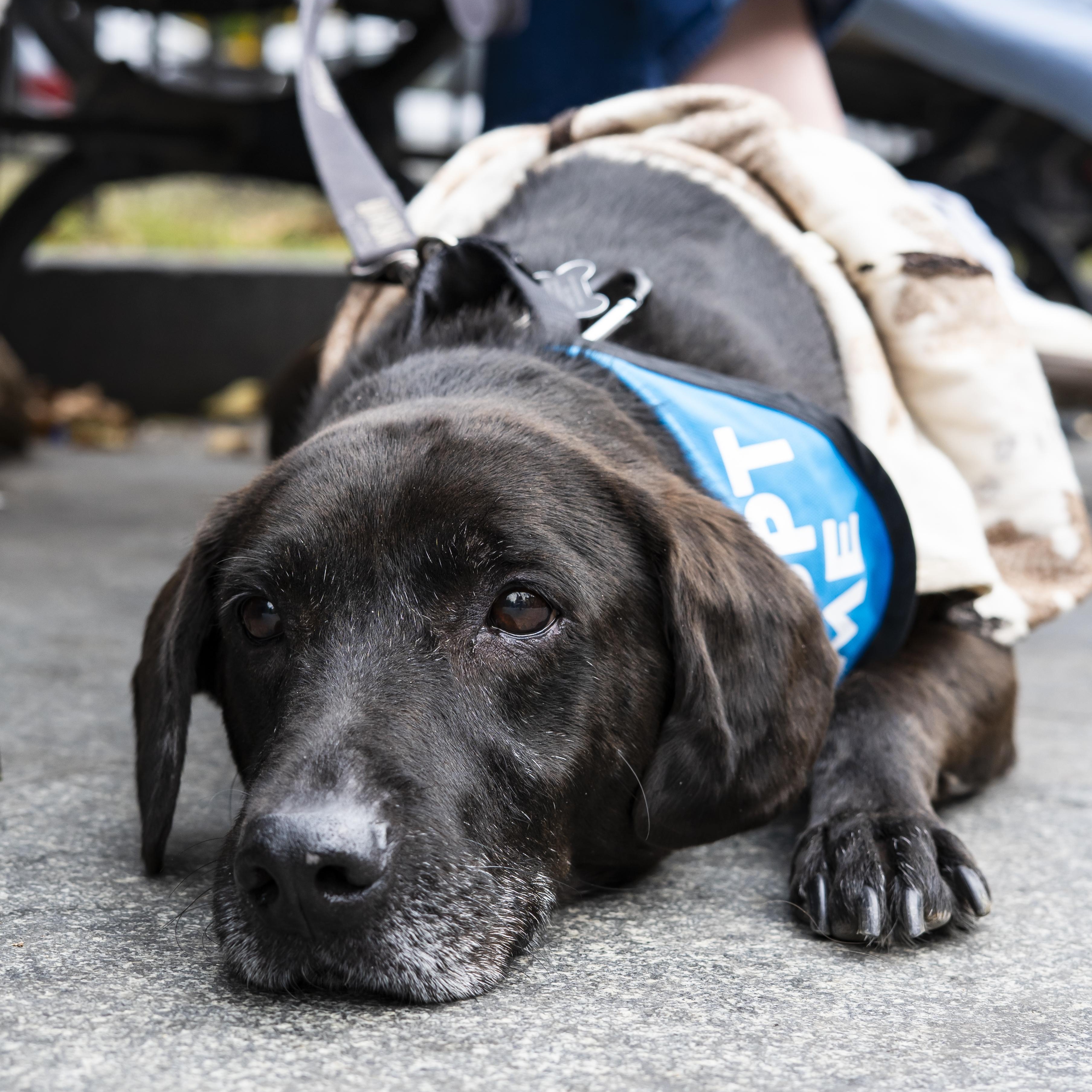 Enlarge Alamo, a Adoptable Black Labrador Retriever in Brooklyn, NY image 3/6