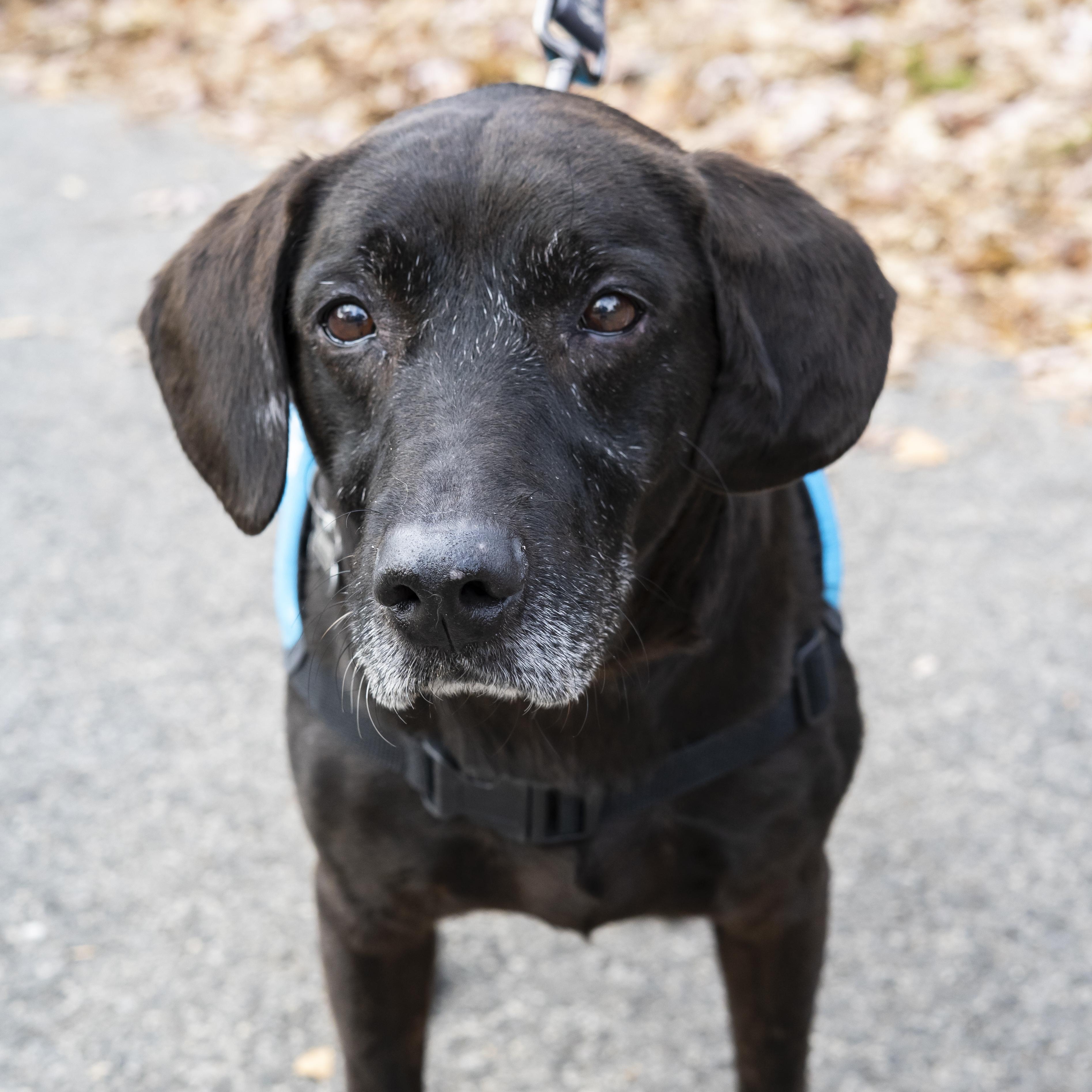 Enlarge Alamo, a Adoptable Black Labrador Retriever in Brooklyn, NY image 5/6