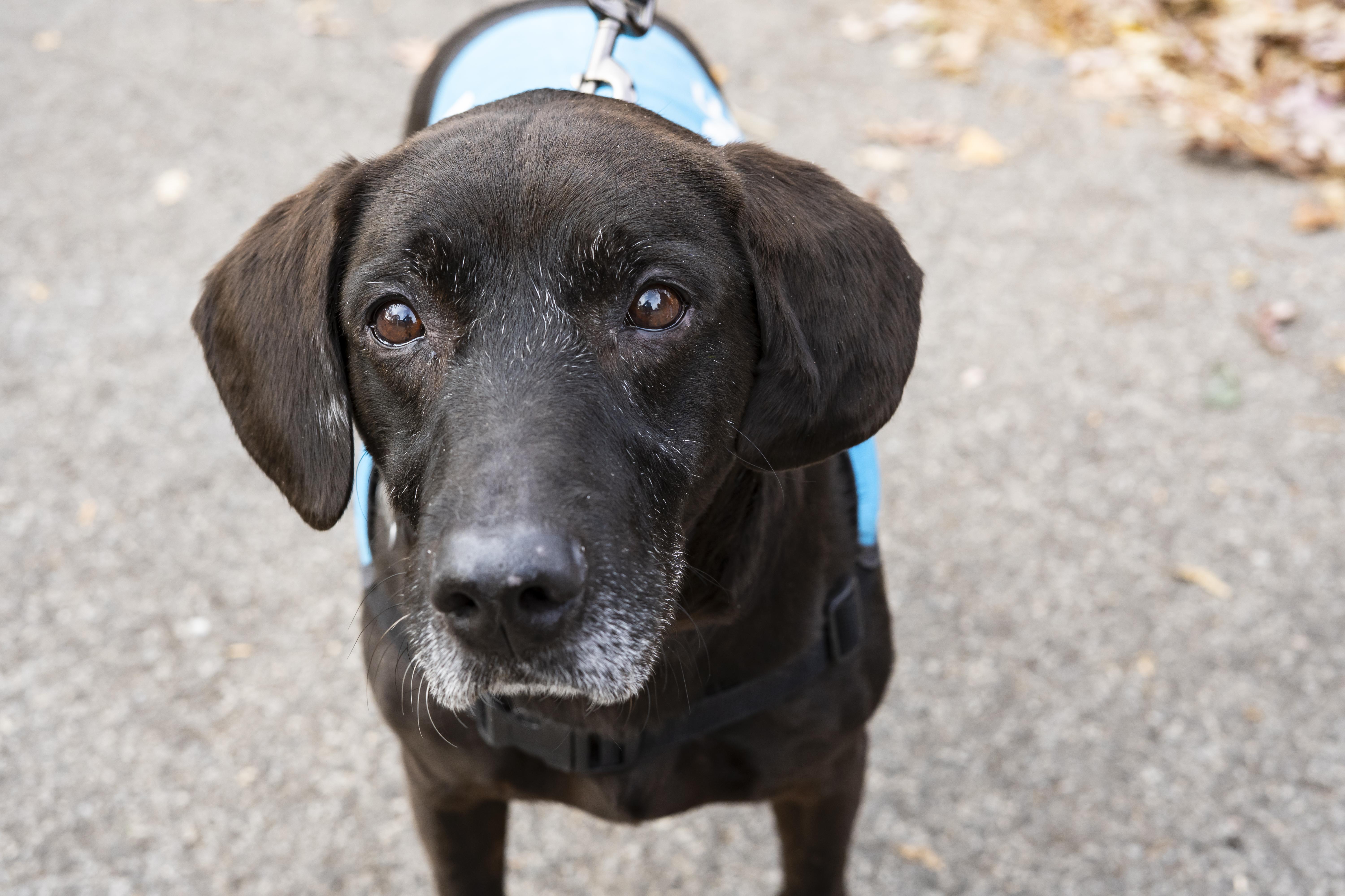 Enlarge Alamo, a Adoptable Black Labrador Retriever in Brooklyn, NY image 2/6