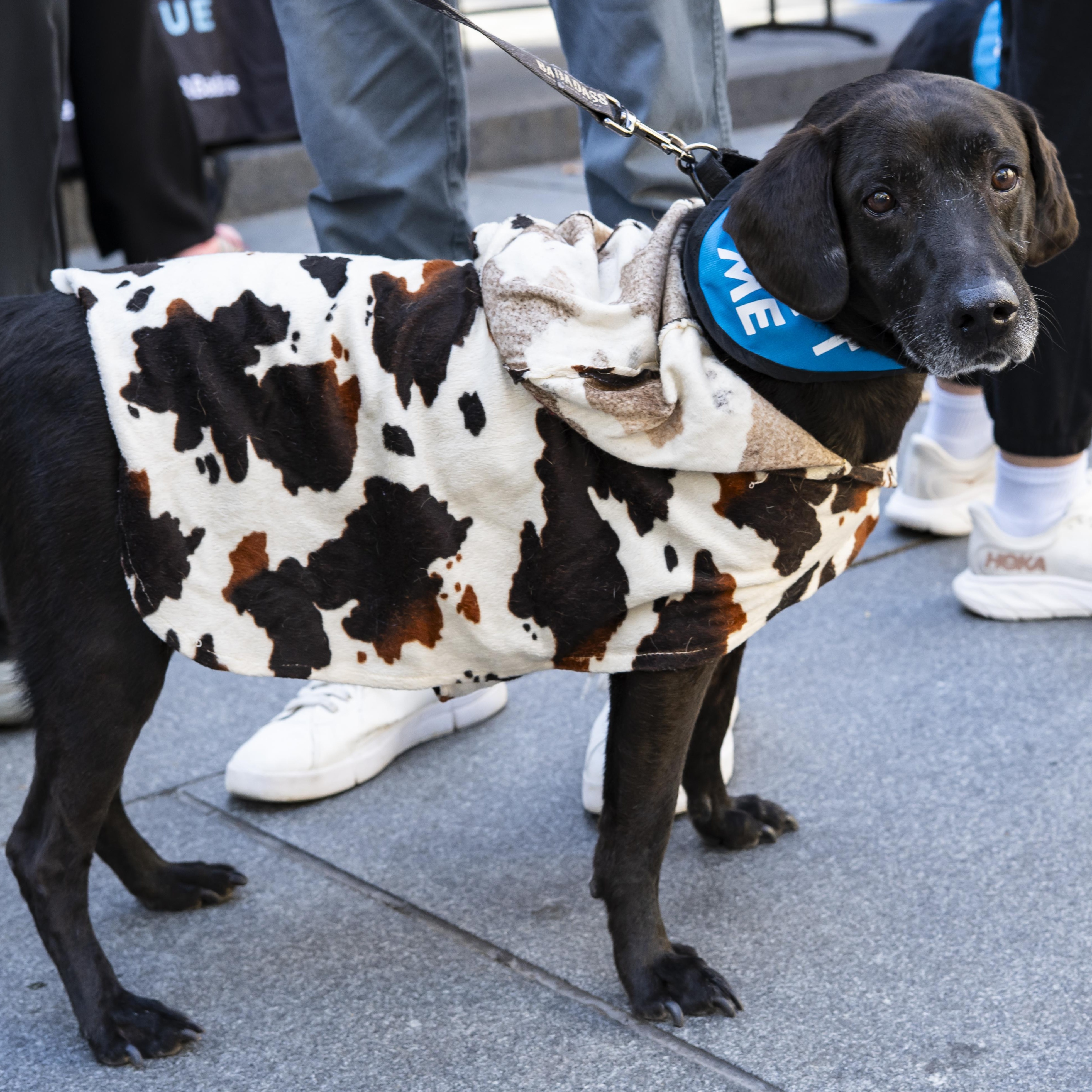 Enlarge Alamo, a Adoptable Black Labrador Retriever in Brooklyn, NY image 6/6
