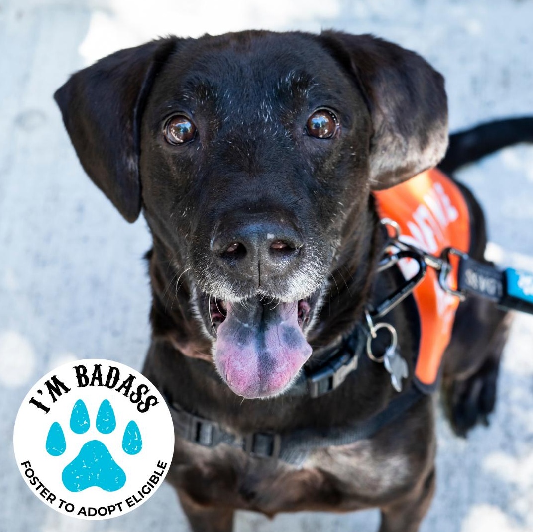 Enlarge Alamo, a Adoptable Black Labrador Retriever in Brooklyn, NY image 1/6
