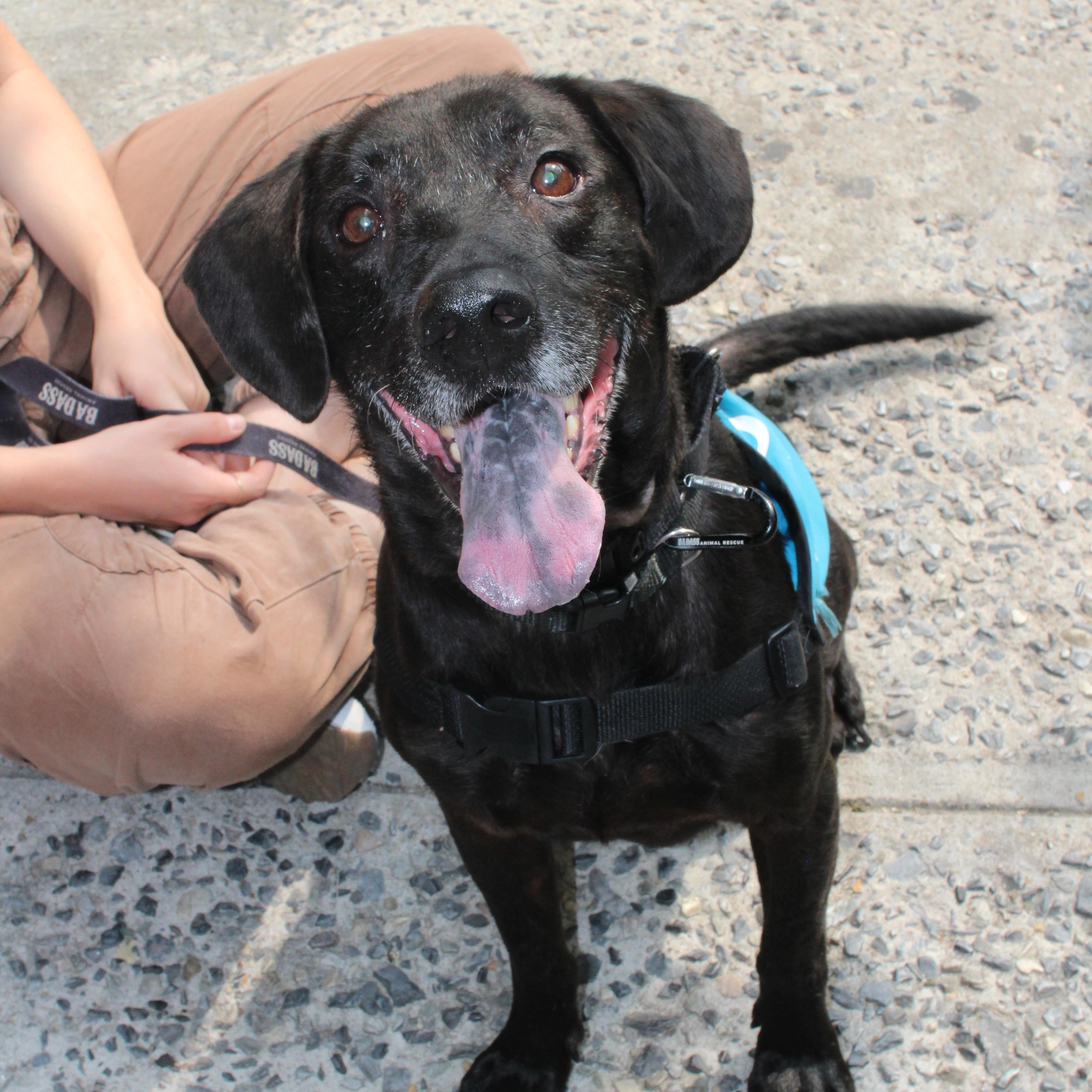 Enlarge Alamo, a Adoptable Black Labrador Retriever in Brooklyn, NY image 4/6