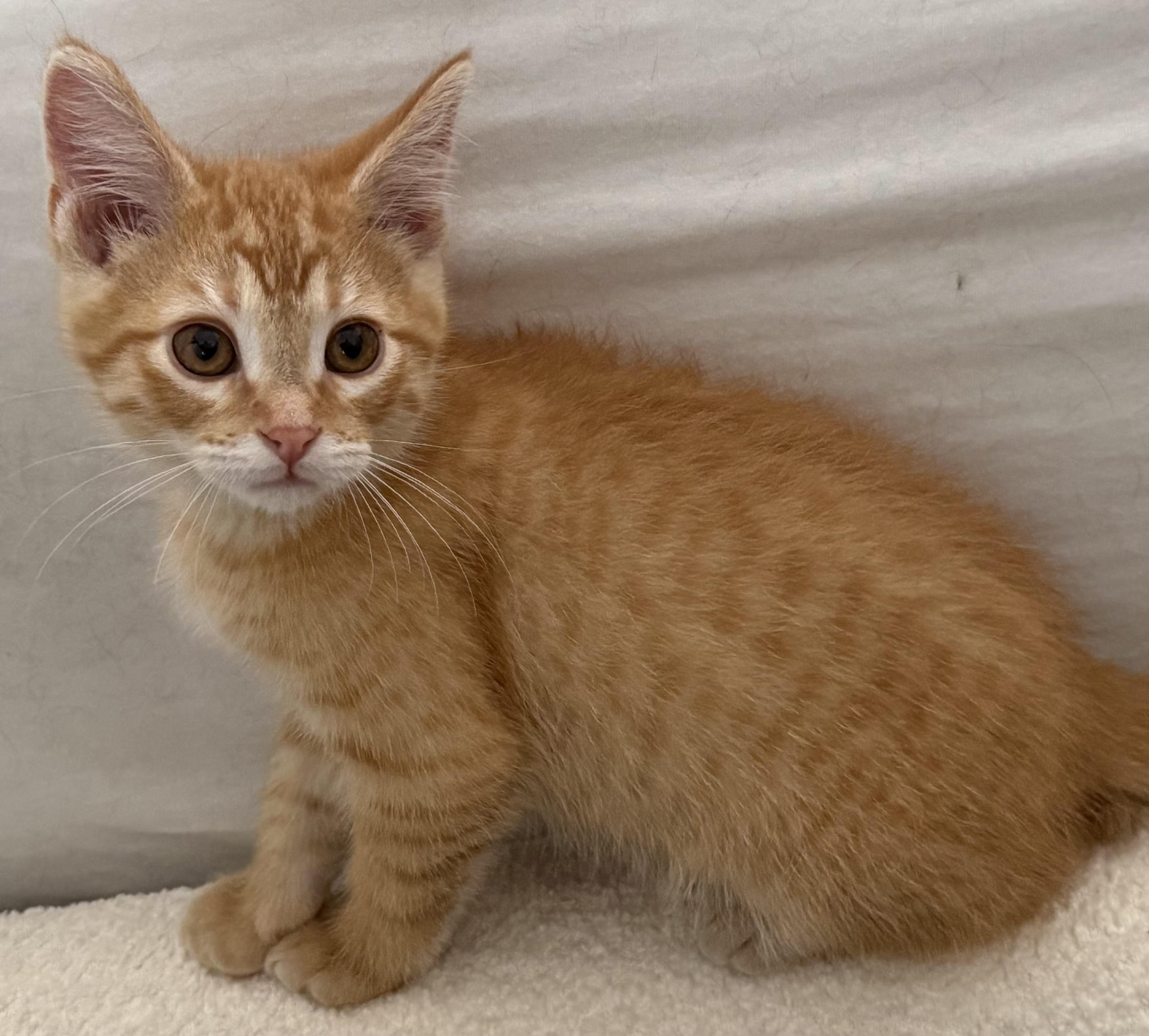Gordon, a ADOPTABLE Domestic Short Hair in Washburn, WI image 1/3