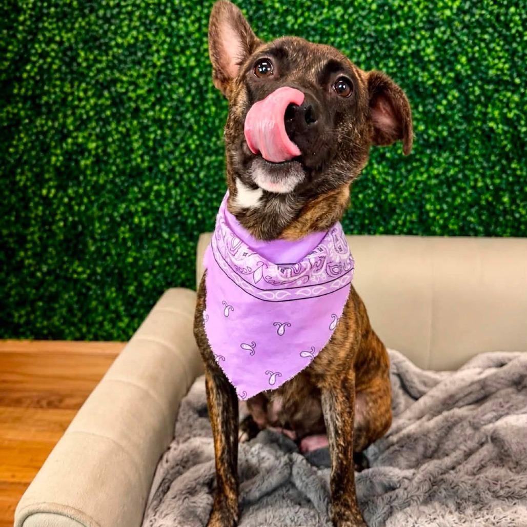 Enlarge Beijing, a Adoptable Pit Bull Terrier in East Saint Louis, IL image 2/6