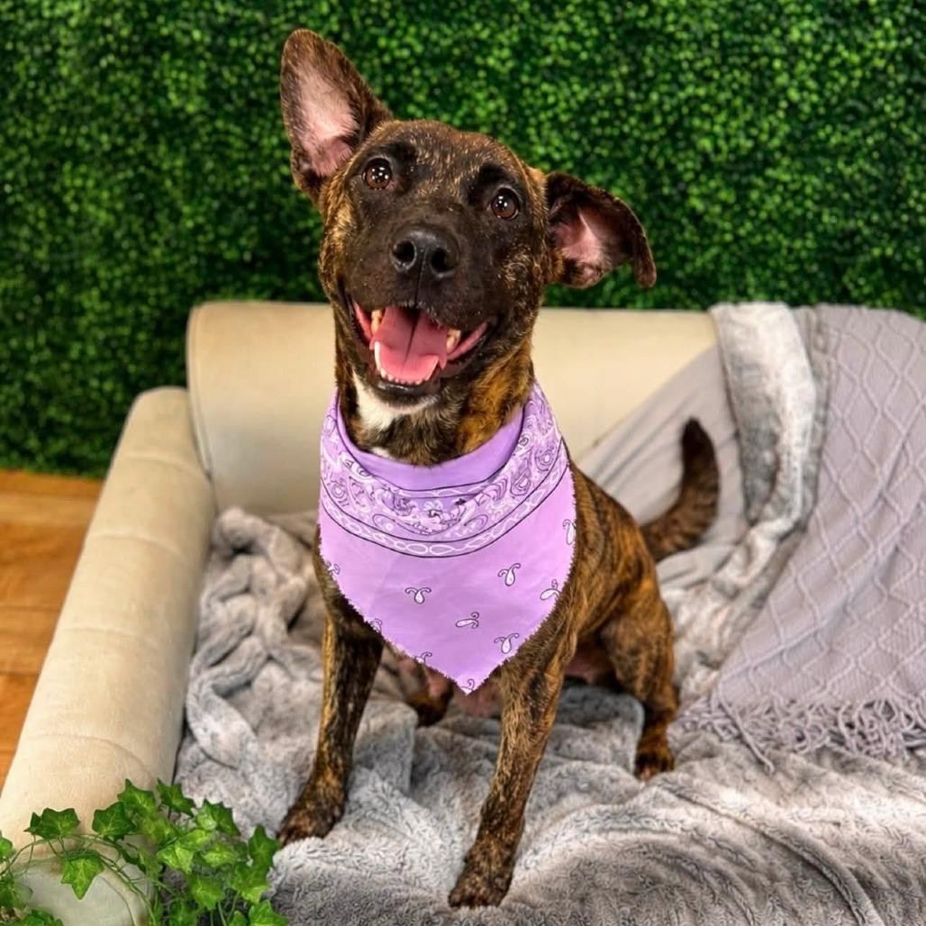 Enlarge Beijing, a Adoptable Pit Bull Terrier in East Saint Louis, IL image 3/6