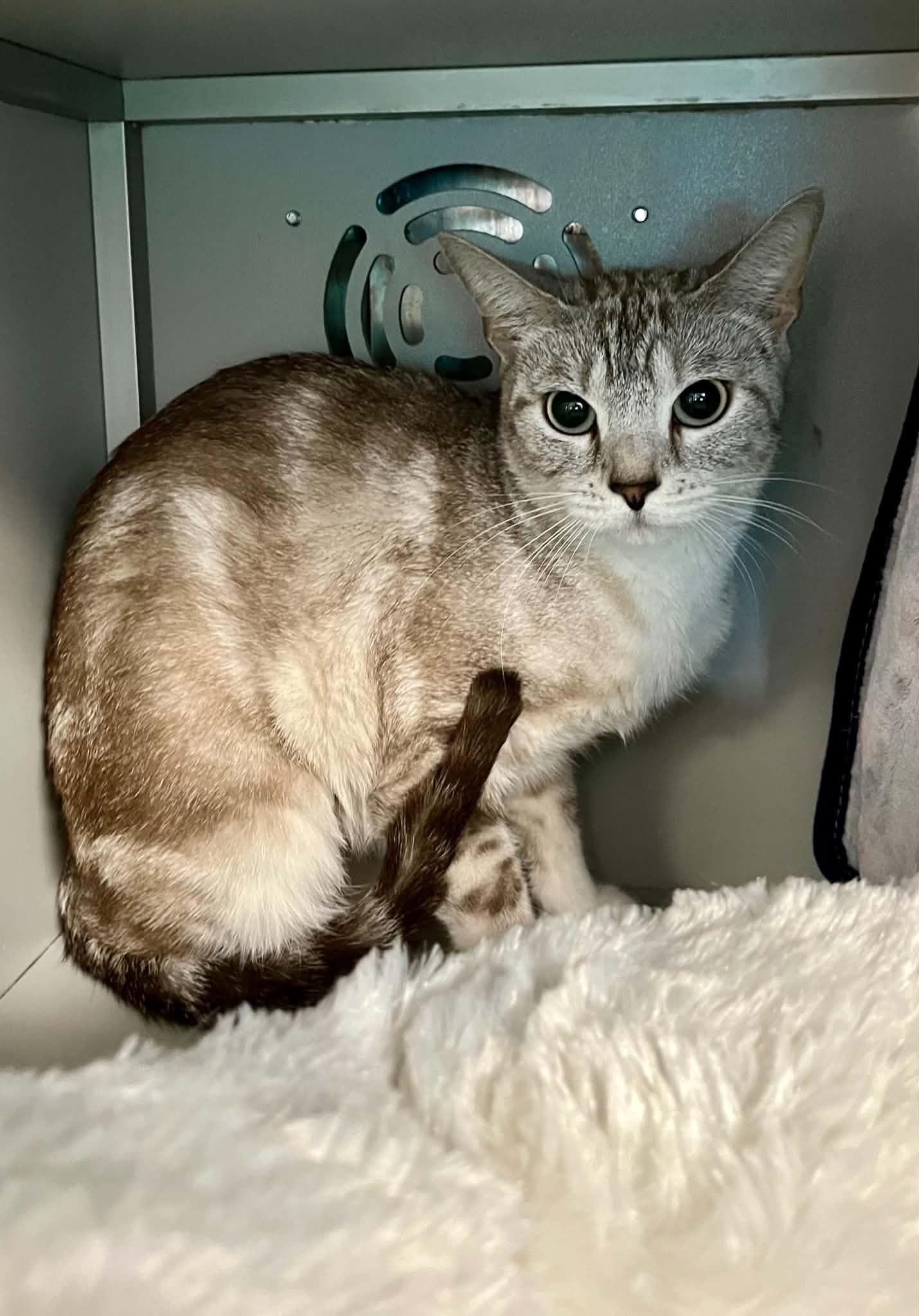 Enlarge Scarlett, an adopted mixed breed in Moundsville, WV image 1/1