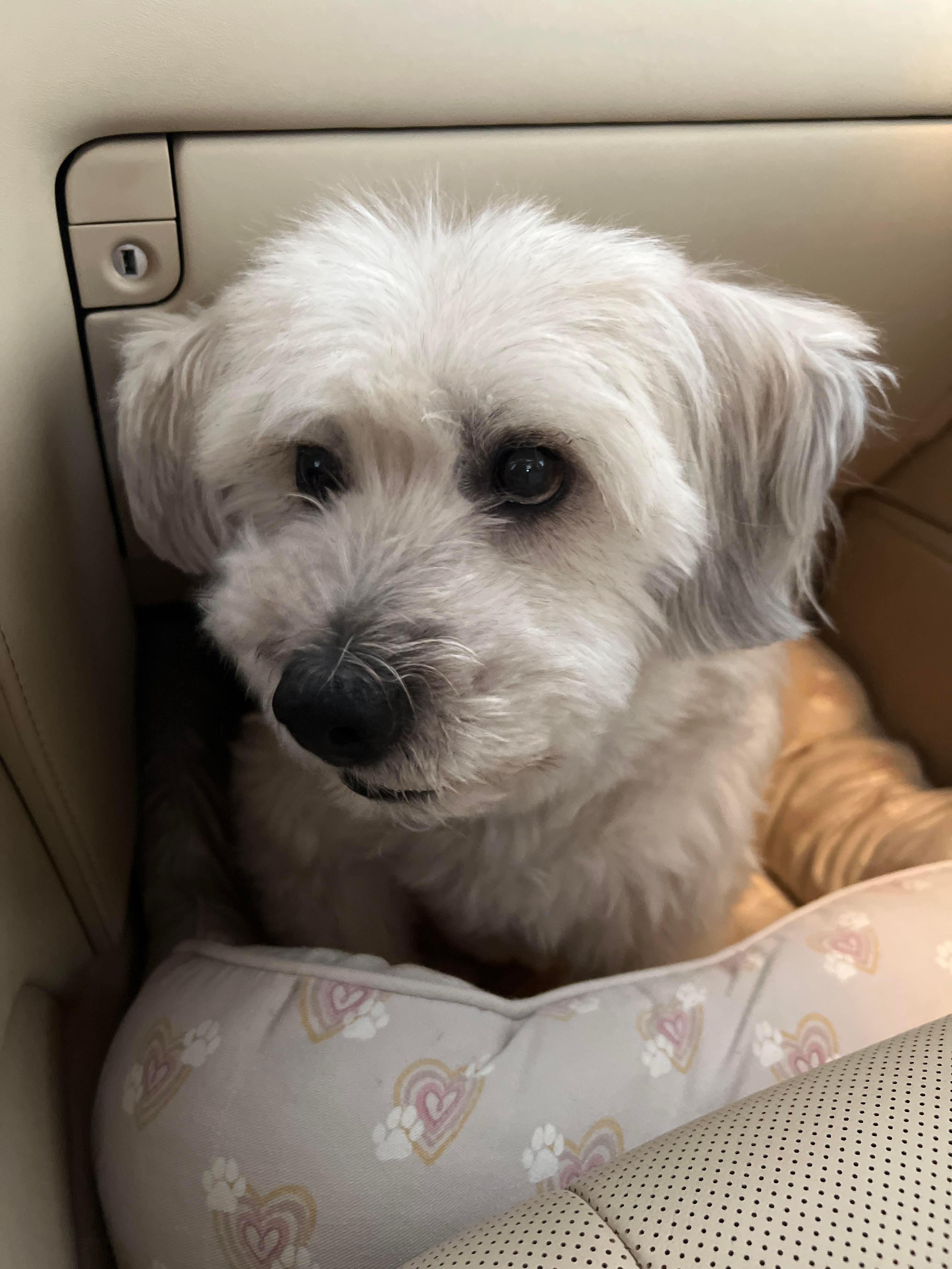 Sarang, adopted, Adult Female Tibetan Terrier & Maltese.