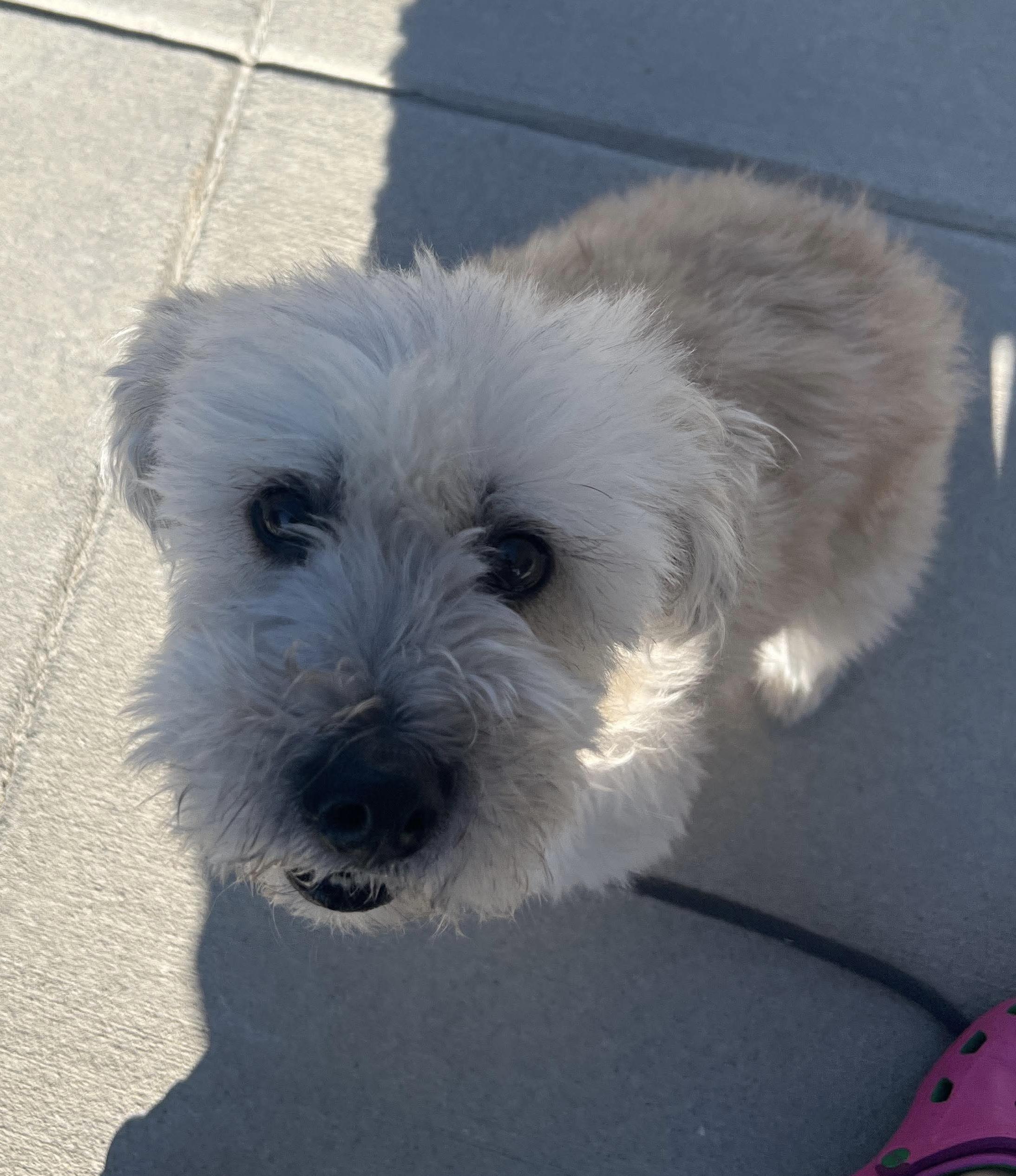 Sarang, an adopted mixed breed in Philadelphia, PA image 2/5