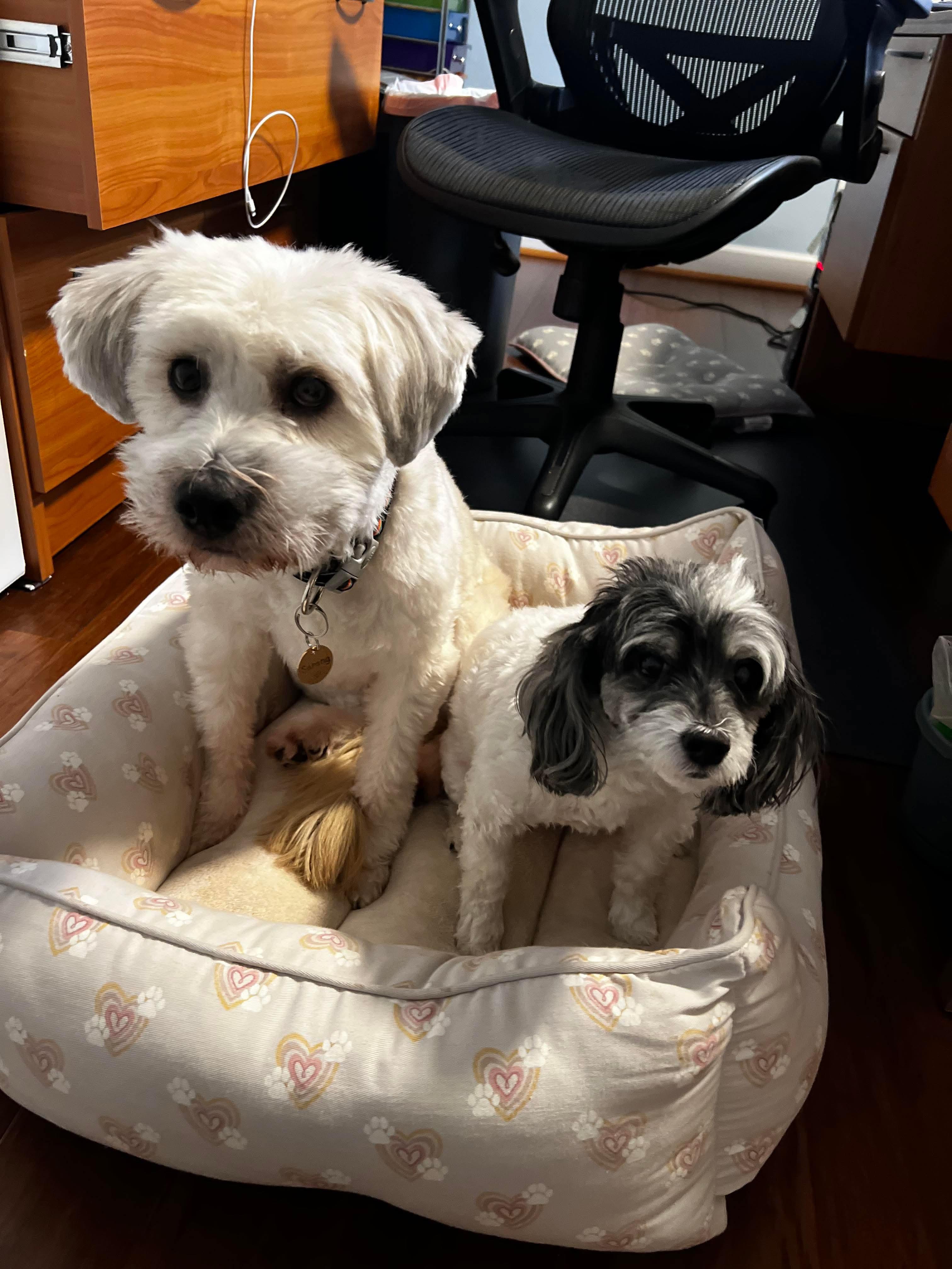 Sarang, an adopted mixed breed in Philadelphia, PA image 4/5