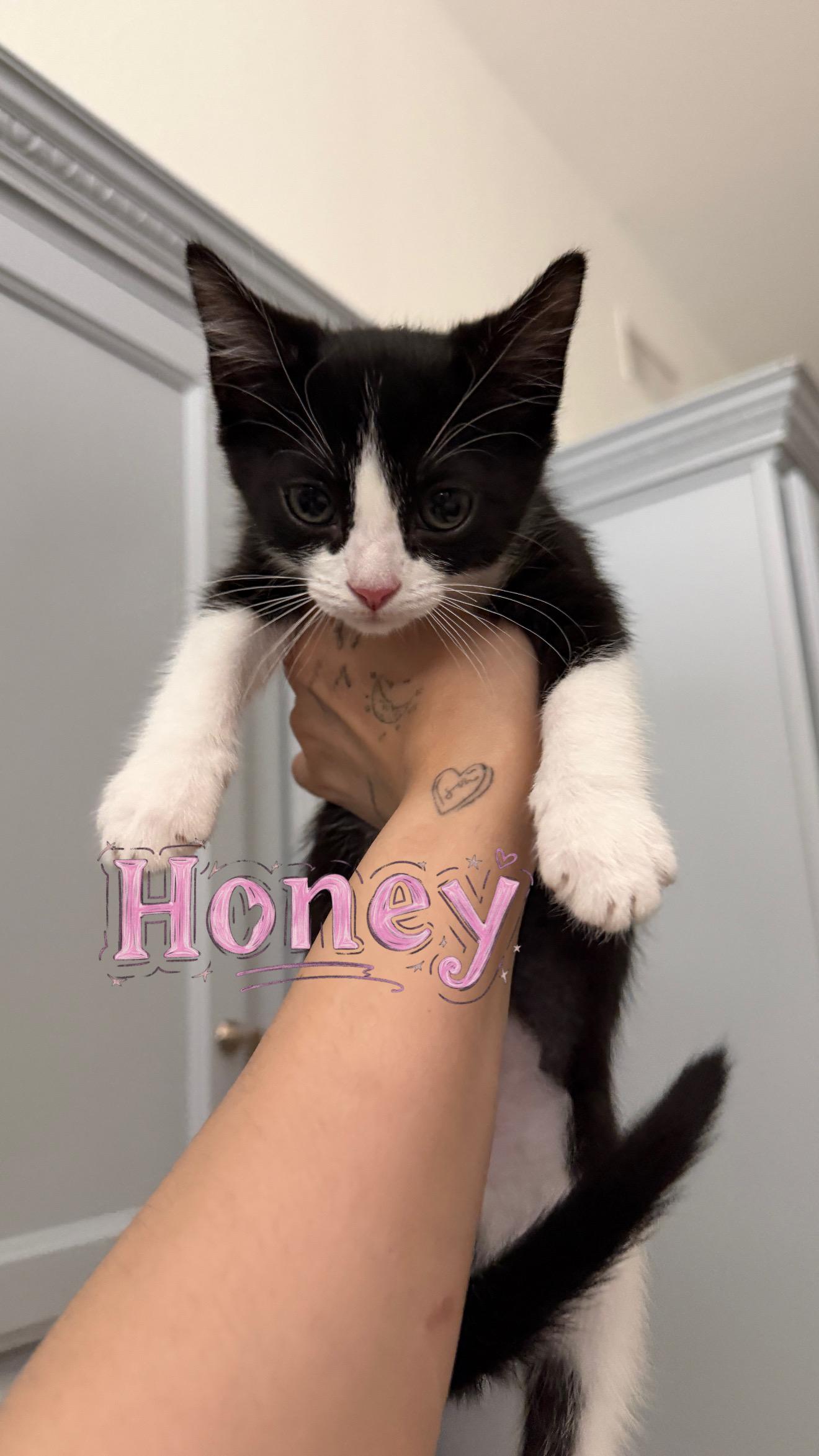 Honey, adopted, Kitten Female Domestic Short Hair.