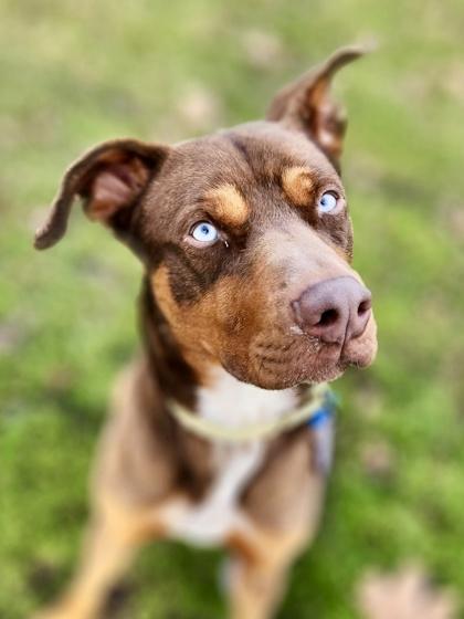 Adam, Adoptable, Adult Male Doberman Pinscher & Mixed Breed.