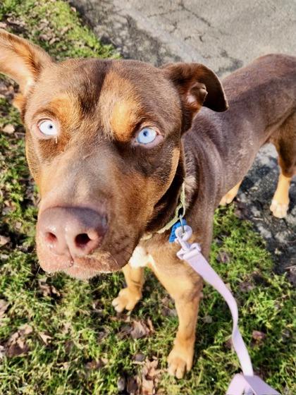 Enlarge Adam, a Adoptable mixed breed in Yakima, WA image 1/3