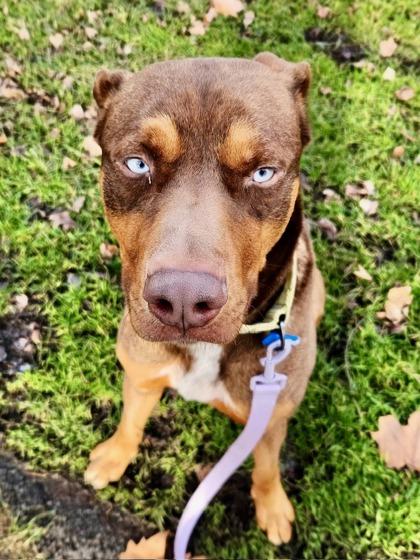 Enlarge Adam, a Adoptable mixed breed in Yakima, WA image 2/3