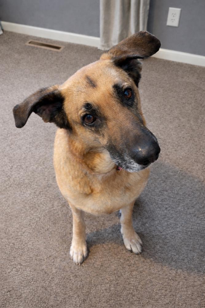Milah**IN FOSTER**, Adoptable, Senior Female German Shepherd Dog.