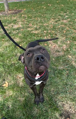 SKITTLE, Adoptable, Young Female Pit Bull Terrier.