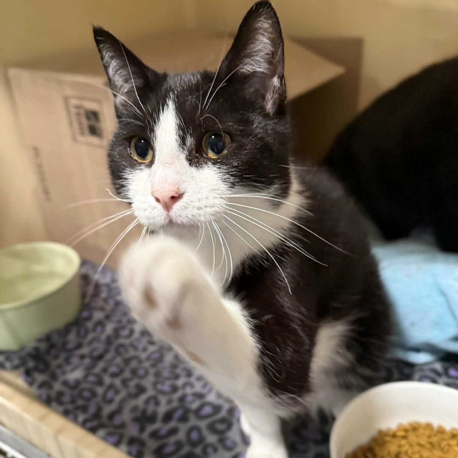 Enlarge Malik, an adopted mixed breed in Penn Yan, NY image 4/4