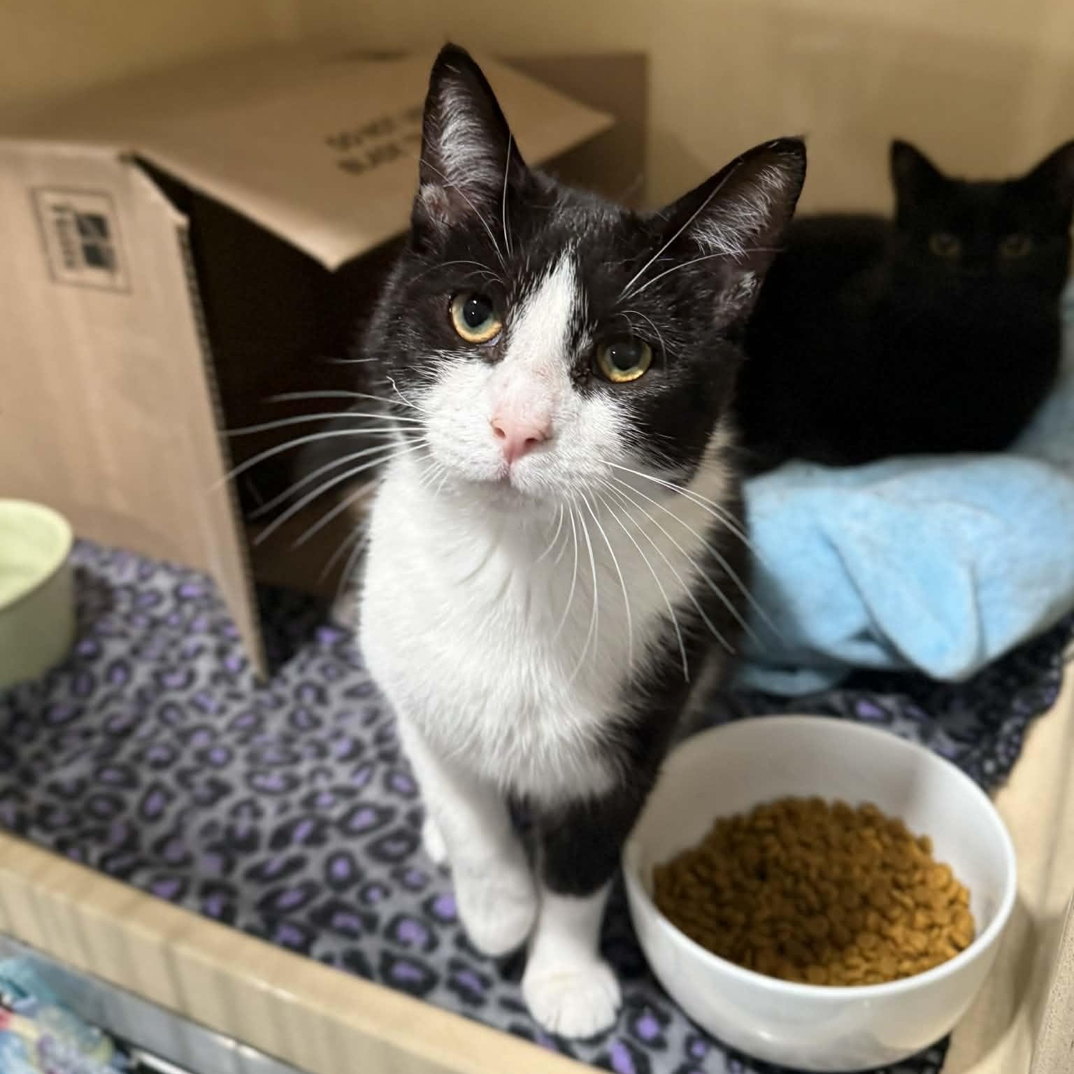 Enlarge Malik, an adopted mixed breed in Penn Yan, NY image 3/4