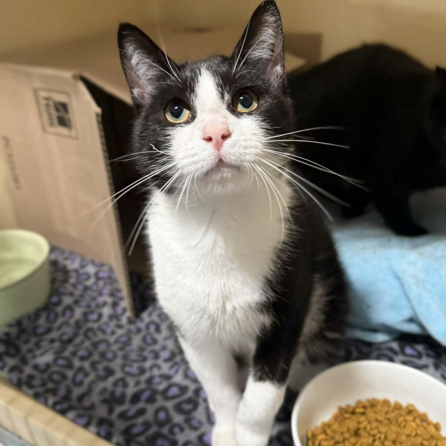 Malik, adopted, Kitten Male Domestic Short Hair & Tuxedo.