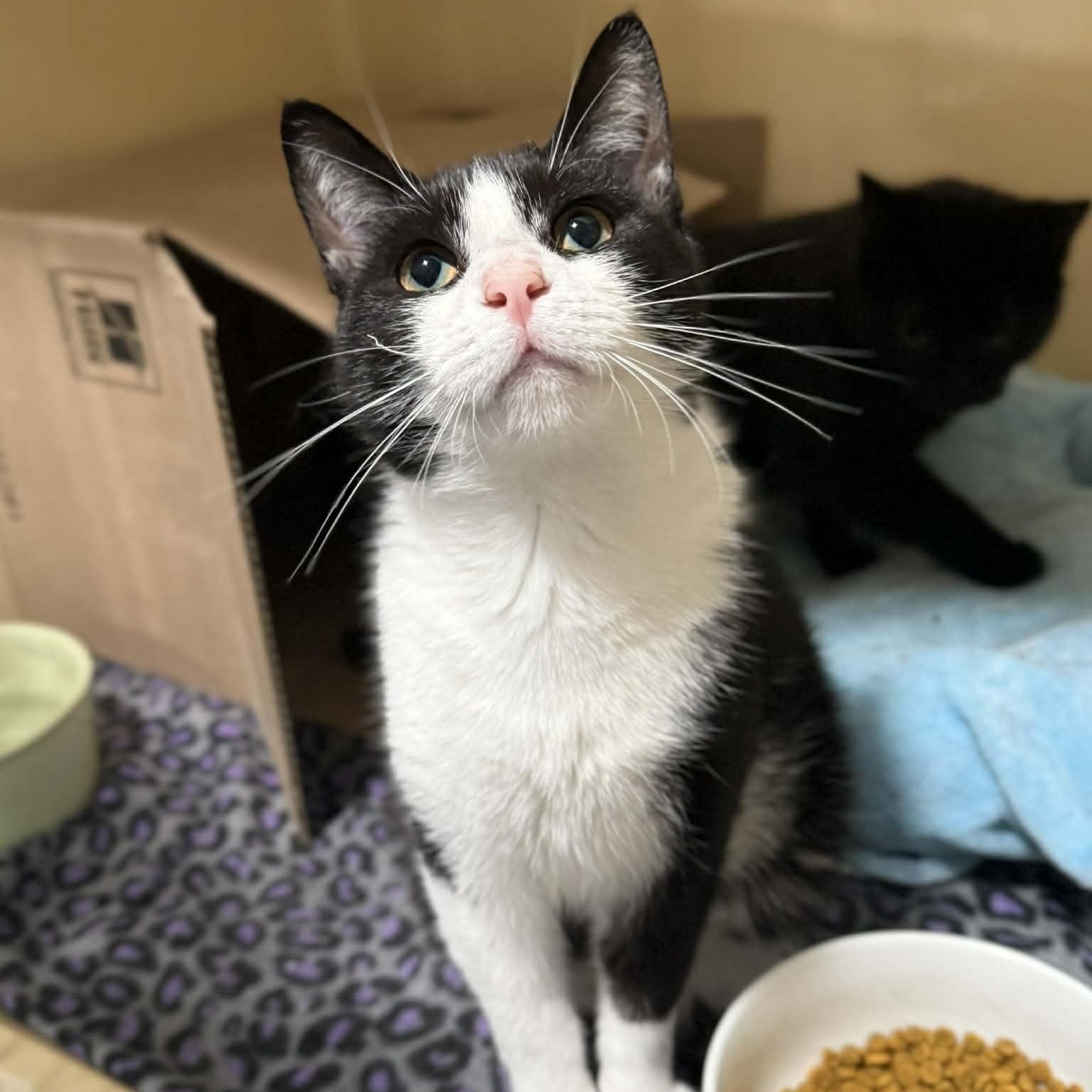 Enlarge Malik, an adopted mixed breed in Penn Yan, NY image 2/4