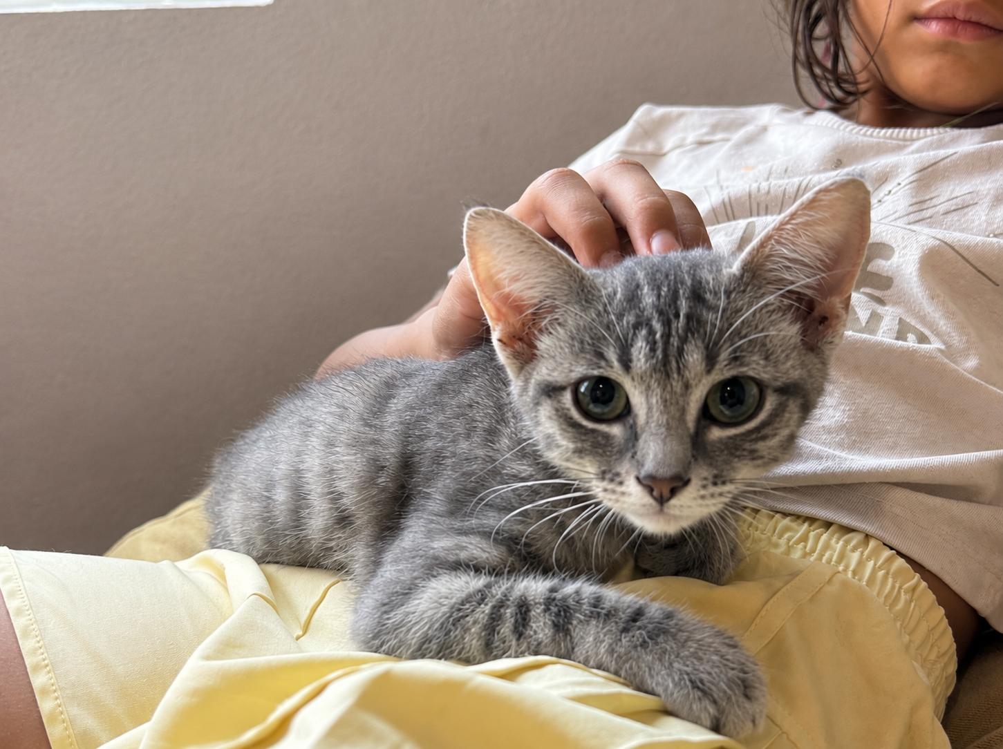 Enlarge Creed, an adopted Domestic Short Hair in Houston, TX image 1/1