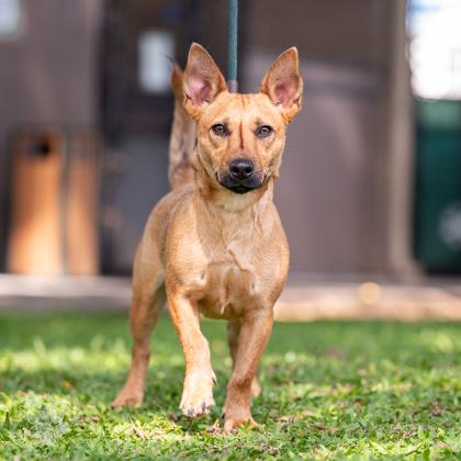 Lester, a Adoptable mixed breed in Honolulu, HI image 1/3