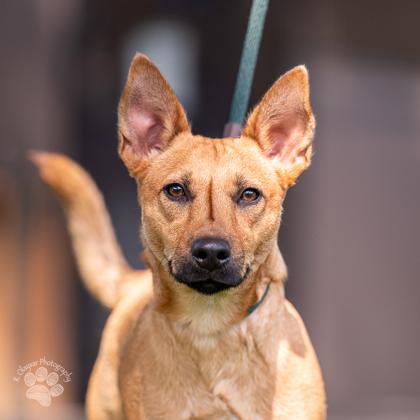 Lester, a Adoptable mixed breed in Honolulu, HI image 2/3