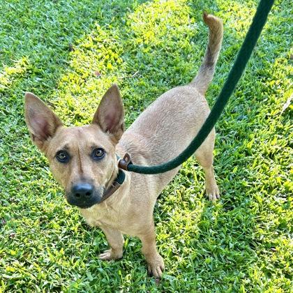Lester, a Adoptable mixed breed in Honolulu, HI image 3/3