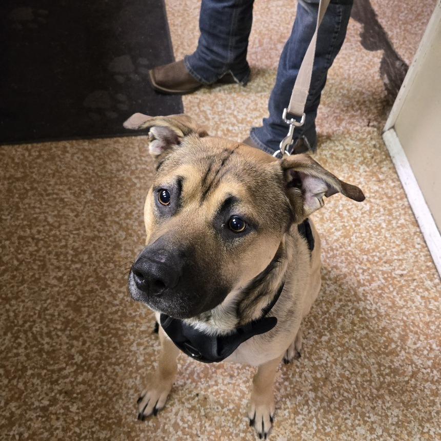 Tank, a Adoptable mixed breed in Chehalis, WA image 1/2