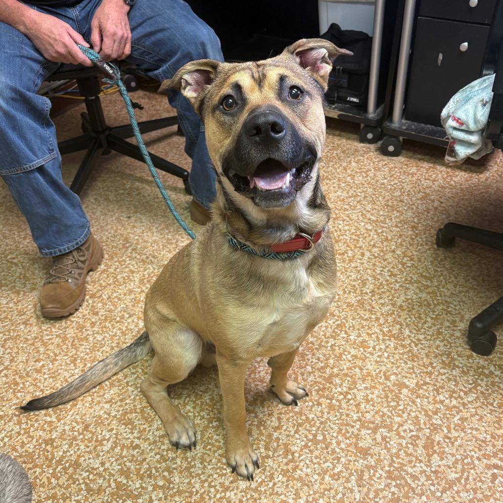 Tank, a Adoptable mixed breed in Chehalis, WA image 2/2