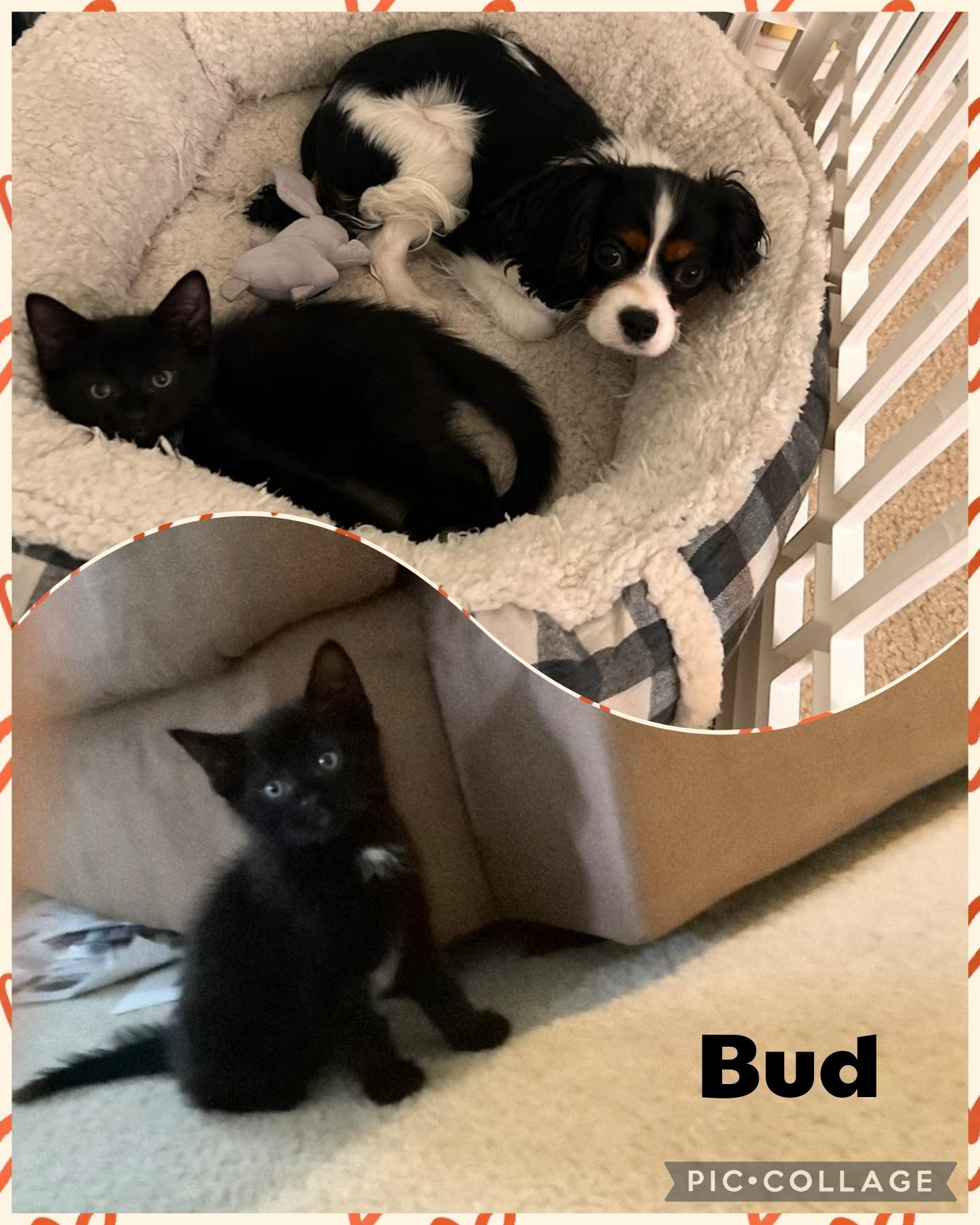 Bud, Adoptable, Kitten Male Domestic Short Hair.
