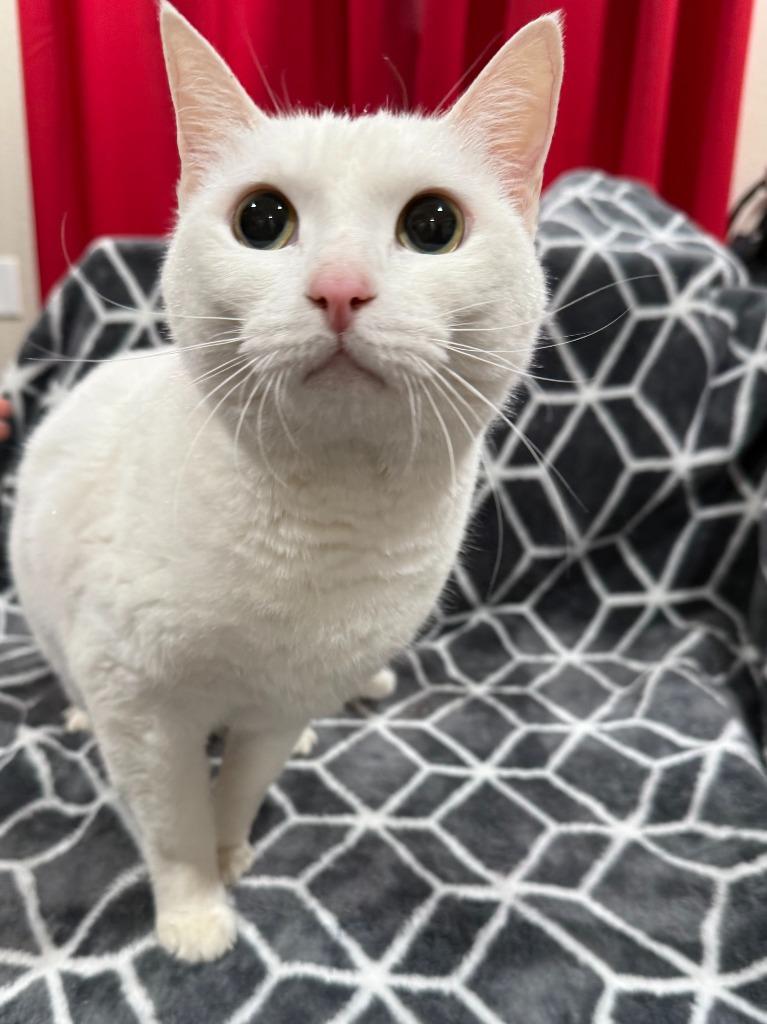 Empress, Adoptable, Senior Female Exotic Shorthair.