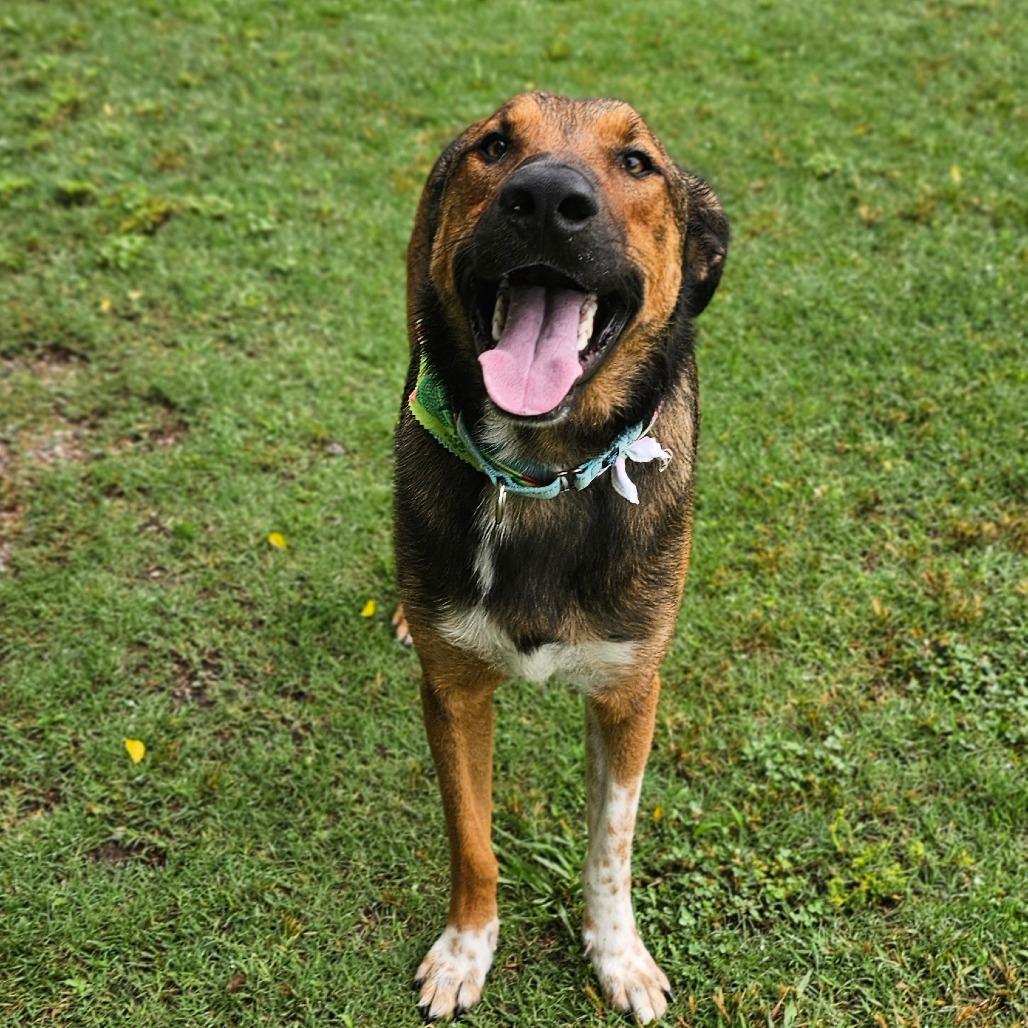 Randall, Adoptable, Adult Male Mixed Breed.