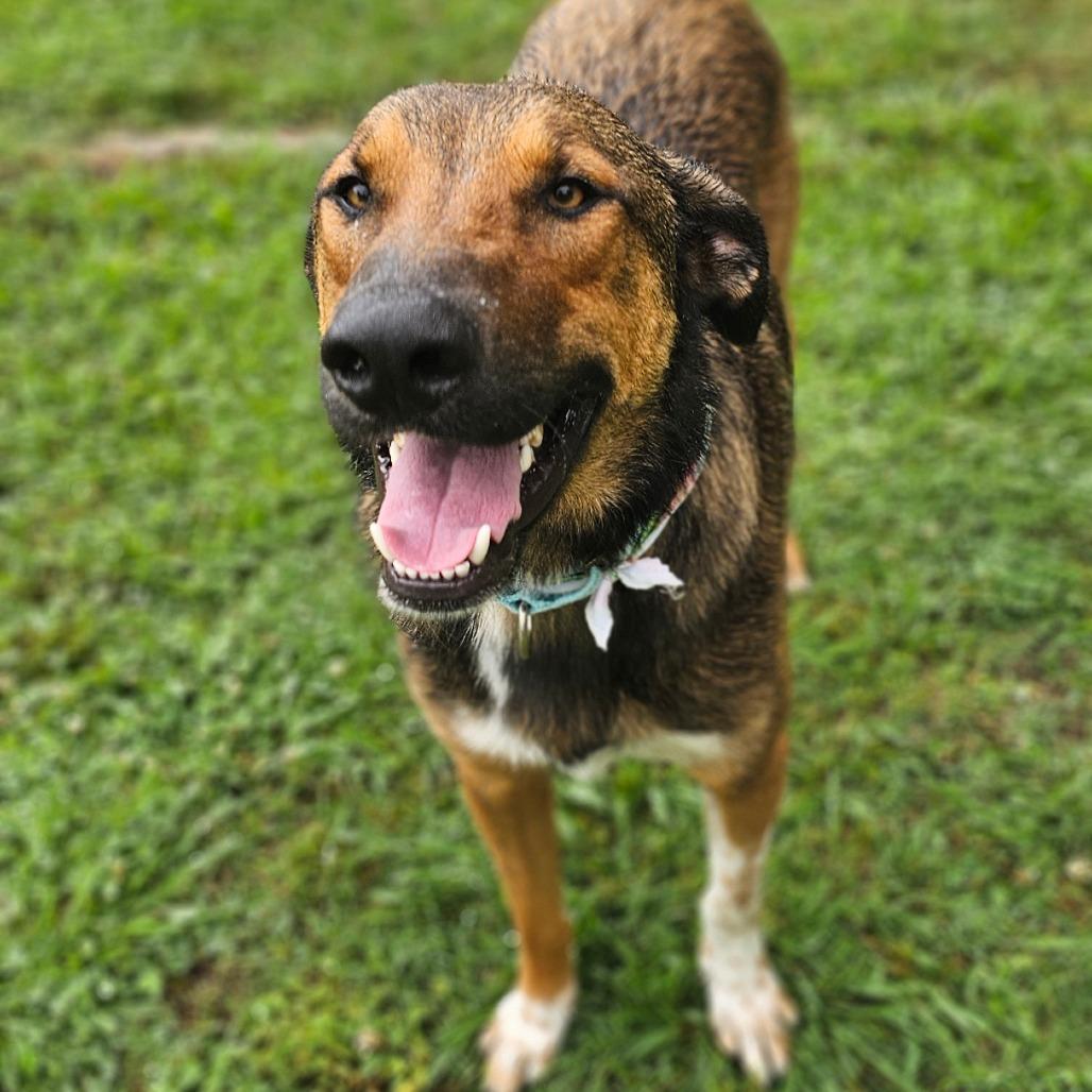 Randall, a Adoptable Mixed Breed in Tulsa, OK image 2/6