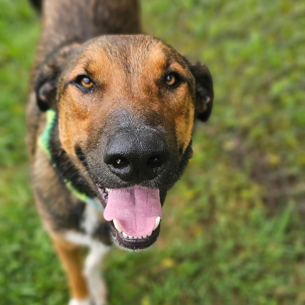 Randall, a Adoptable Mixed Breed in Tulsa, OK image 3/6