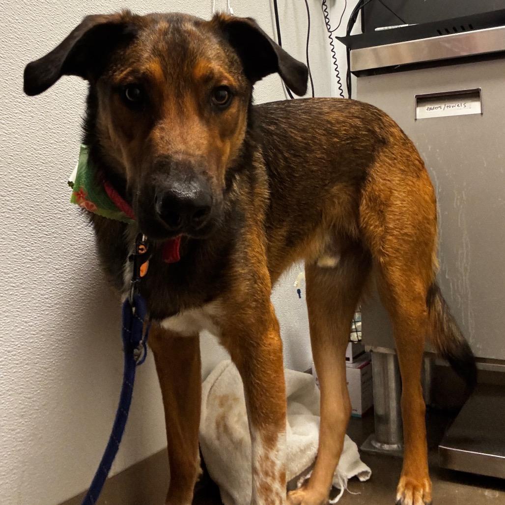 Randall, a Adoptable Mixed Breed in Tulsa, OK image 5/6
