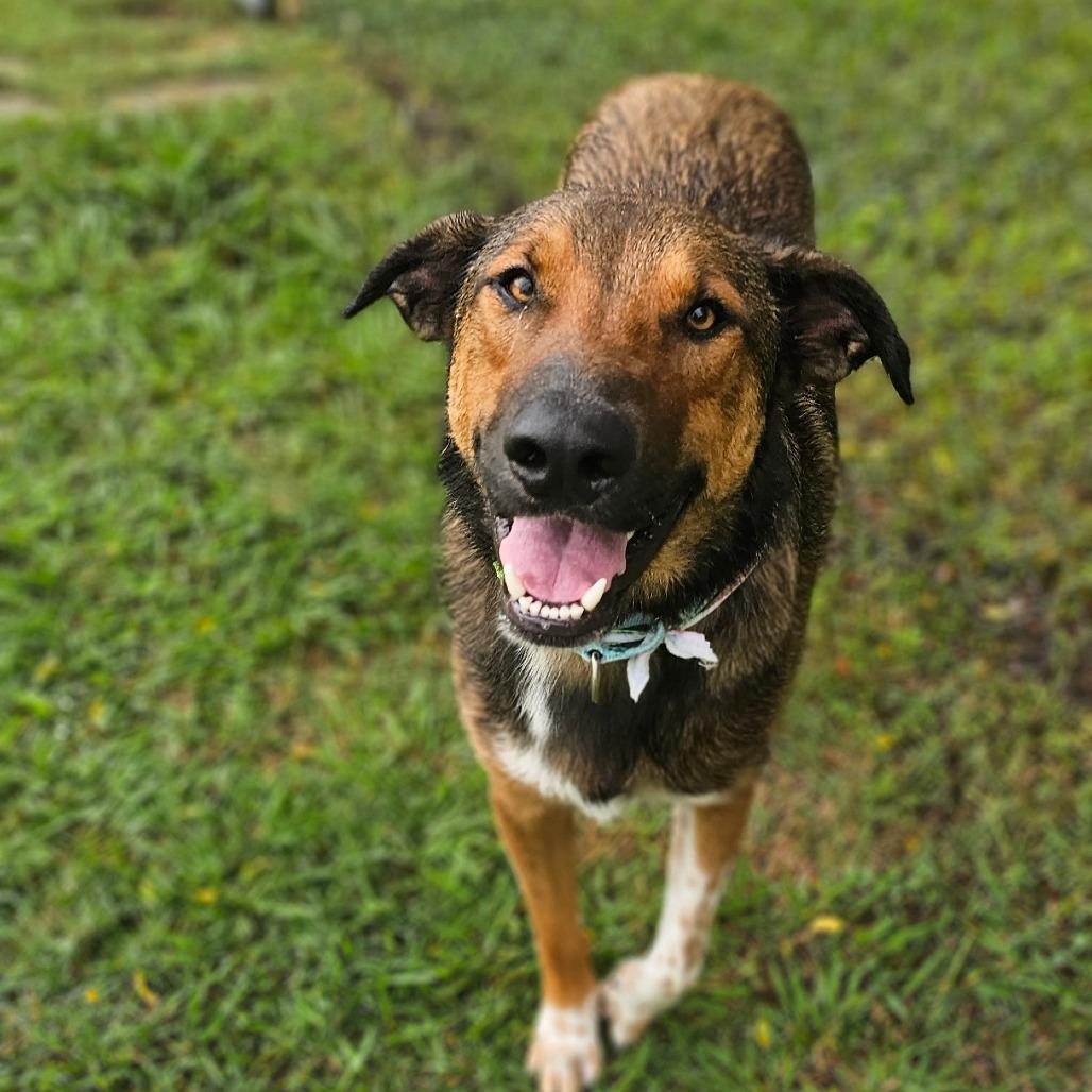 Randall, a Adoptable Mixed Breed in Tulsa, OK image 6/6