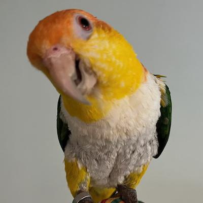 Enlarge Samson, a Adoptable Caique in Alexander, NC image 1/1