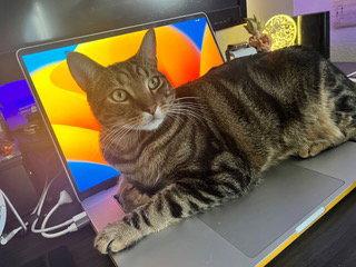 Enlarge London, a Adoptable American Shorthair in San Jose, CA image 1/3