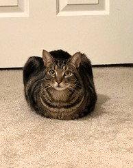 Enlarge London, a Adoptable American Shorthair in San Jose, CA image 2/3