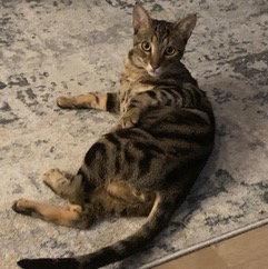 Enlarge London, a Adoptable American Shorthair in San Jose, CA image 3/3