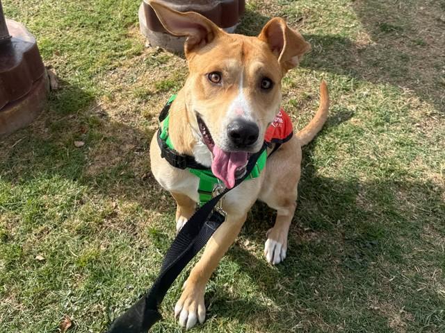 BERTA, Adoptable, Young Female Labrador Retriever & Pit Bull Terrier.