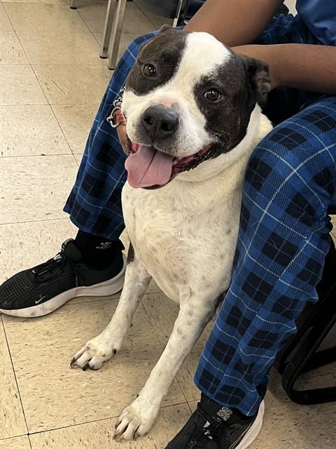 BUFORD, Adoptable, Adult Male Pit Bull Terrier & Mixed Breed.