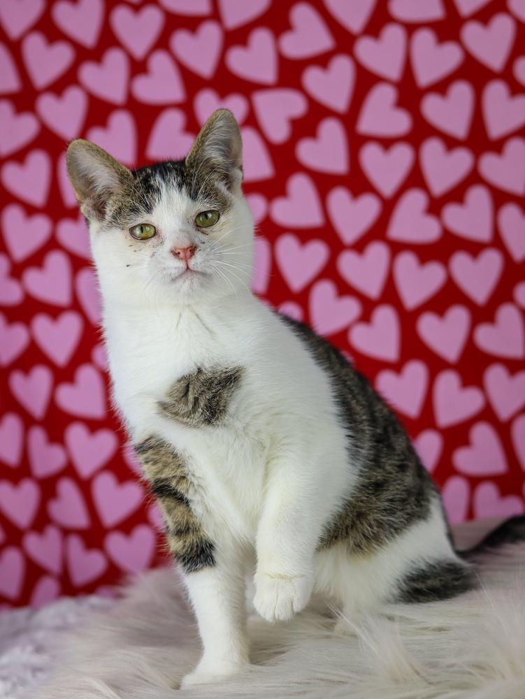 Enlarge Bitsy, a Adoptable Domestic Short Hair in Lewisburg, TN image 1/1