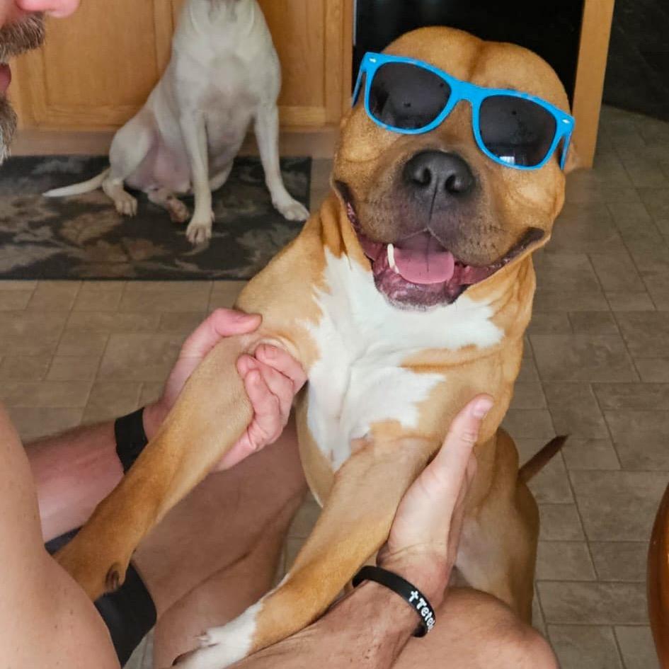 Chubby Checkers, Adoptable, Adult Male Pit Bull Terrier.