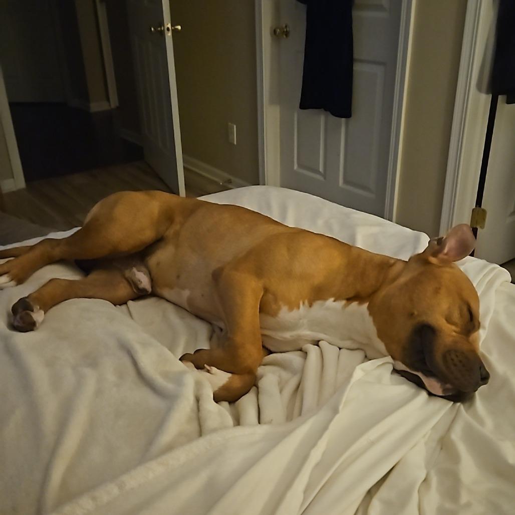 Chubby Checkers, a Adoptable Pit Bull Terrier in Valparaiso, IN image 2/6