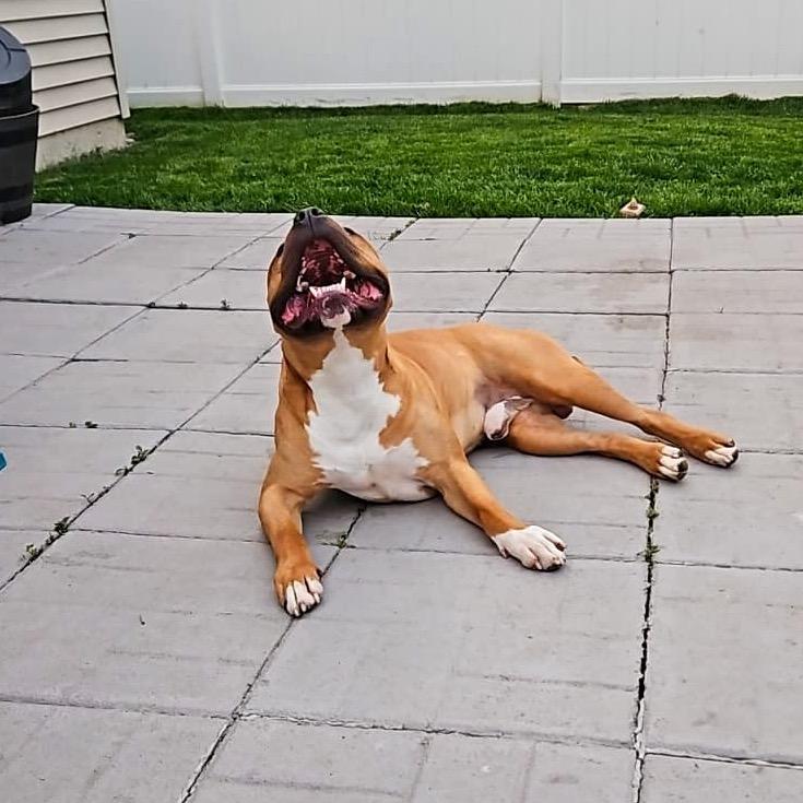 Chubby Checkers, a Adoptable Pit Bull Terrier in Valparaiso, IN image 3/6
