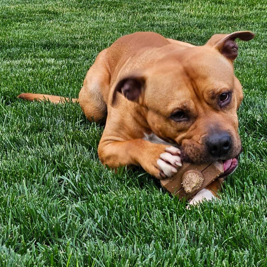 Chubby Checkers, a Adoptable Pit Bull Terrier in Valparaiso, IN image 4/6