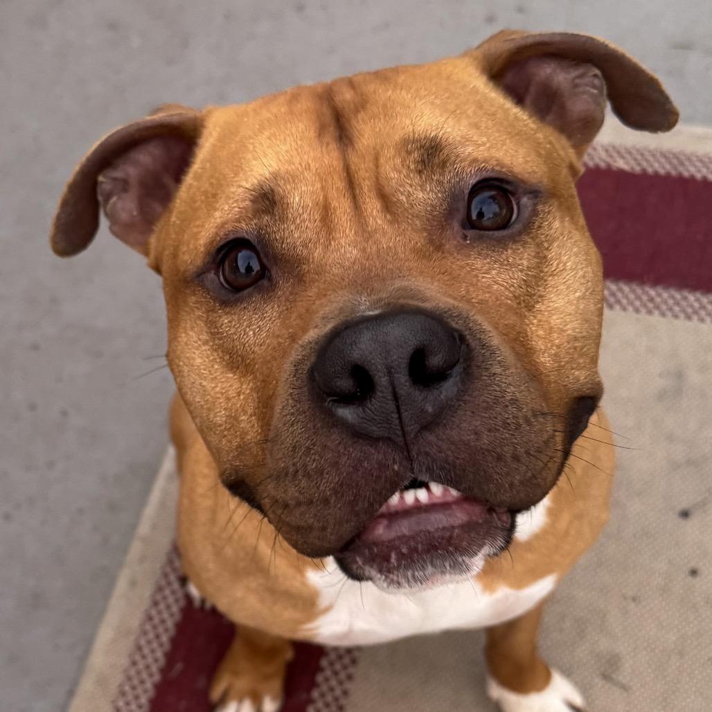 Chubby Checkers, a Adoptable Pit Bull Terrier in Valparaiso, IN image 5/6